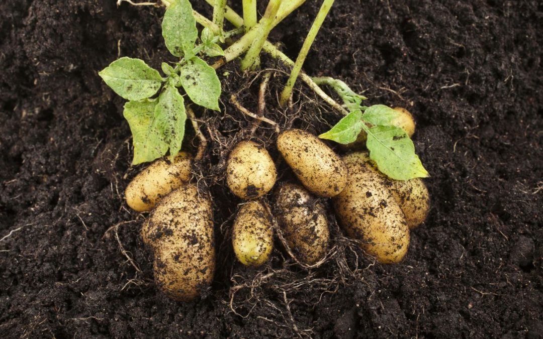 Patates en colère – Comment la culture de la pomme de terre a été dévoyée par l’agrobusiness
